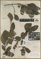 Type? of Coprosma robusta Raoul [family RUBIACEAE]