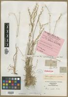 Holotype of Aira mollis Muhl. [family POACEAE]