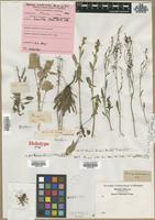 Filed as Rumex sp. [family POLYGONACEAE]