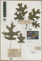 Filed as Quercus sp. [family FAGACEAE]