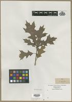 Filed as Quercus palustris Muenchh. [family FAGACEAE]