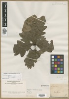 Filed as Quercus alba L. [family FAGACEAE]
