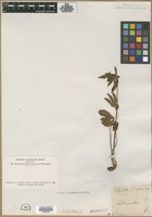 Filed as Potentilla simplex Michx. [family ROSACEAE]