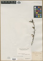 Filed as Prunus pumila L. [family ROSACEAE]