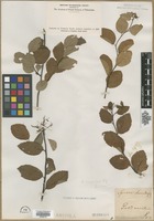 Filed as Spiraea chamaedryfolia L. [family ROSACEAE]