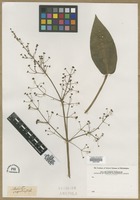 Filed as Achillea aspleniifolia [family ASTERACEAE]