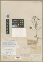 Isolectotype of Actinella lanata Pursh [family ASTERACEAE]