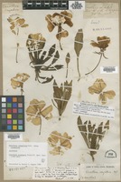 Lectotype of Oenothera scapigera Pursh [family ONAGRACEAE]