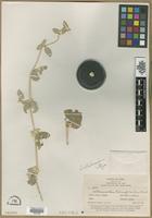 Isotype of Alternanthera albotomentosa Suess. [family AMARANTHACEAE]