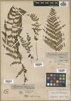 Type? of Aspidium alpestre Hoppe [family DRYOPTERIDACEAE]