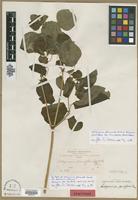 Syntype of Colignonia glomerata var. boliviana Heimerl [family NYCTAGINACEAE]