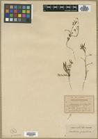 Type? of Breweria minima A.Gray [family CONVOLVULACEAE]