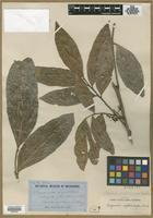 Type? of Cupania erythrocarpa F.Muell. [family SAPINDACEAE]