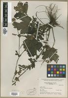 Isotype of Geum aleppicum Jacq. var. cuneatum [family ROSACEAE]
