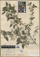 Type? of Iresine discolor Greenm. [family AMARANTHACEAE]