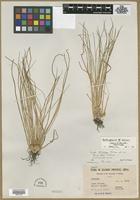 Syntype of Isoetes japonica subsp. sinensis (Palmer) C.Marsden [family ISOETACEAE]