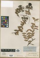 Type? of Marcgravia oligandra C.Wright ex Griseb. [family MARCGRAVIACEAE]
