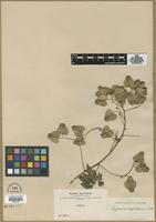 Filed as Serjania confertiflora Radlk [family SAPINDACEAE]