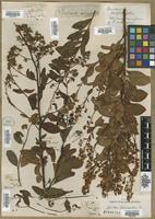 Type? of Spiraea hypericifolia L. [family ROSACEAE]