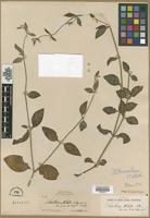 Type? of Telanthera stellata S.Watson [family AMARANTHACEAE]