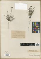 Type? of Plantago brunnea E.Morris [family PLANTAGINACEAE]