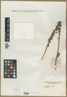 Filed as Veronica peregrina L. [family SCROPHULARIACEAE]