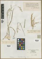 Filed as Aira sp. [family POACEAE]