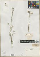 Filed as Linum tenuifolium L. [family LINACEAE]