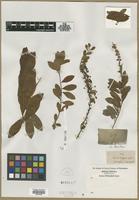 Filed as Spiraea hypericifolia L. [family ROSACEAE]