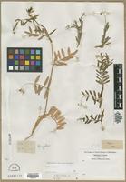 Filed as Vicia sativa L. [family FABACEAE]