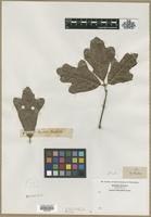 Filed as Quercus sp. [family FAGACEAE]