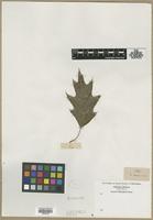Filed as Quercus rubra L. [family FAGACEAE]