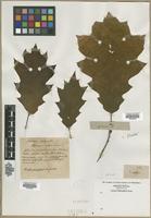 Filed as Quercus sp. [family FAGACEAE]