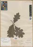 Filed as Quercus alba L. [family FAGACEAE]