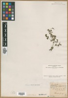 Filed as Chrysosplenium oppositifolium L. [family SAXIFRAGACEAE]