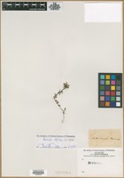 Filed as Linaria alpina Mill. [family SCROPHULARIACEAE]
