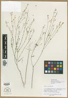 Isoneotype of Agalinis obtusifolia Raf. [family SCROPHULARIACEAE]