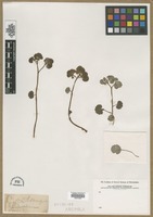 Filed as Chrysosplenium alternifolium L. [family SAXIFRAGACEAE]
