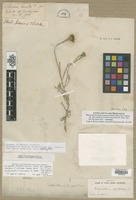 Lectotype of Actinella lanata Pursh [family ASTERACEAE]