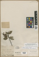 Filed as Prunus virginiana L. [family ROSACEAE]