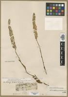 Type? of Abalon albiflorum Raf. [family LILIACEAE]