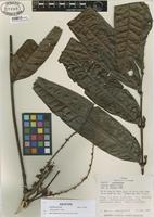 Isotype of Talisia dwyeri Croat [family SAPINDACEAE]