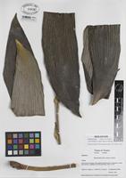 Holotype of Zamia hamannii Taylor, Haynes & Holzman [family ZAMIACEAE]
