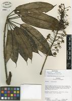Isotype of Schefflera caduca M.J. Cannon & Cannon [family ARALIACEAE]