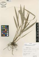 Isotype of Calderonella sylvatica Soderstr. & H.F. Decker [family POACEAE]