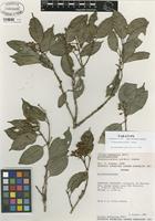 Paratype of Tessmannianthus gordonii Almeda [family MELASTOMATACEAE]