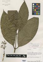 Isotype of Coussarea evoluta Steyermark [family RUBIACEAE]