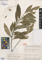 Holotype of Adenarake macrocarpa Sastre [family OCHNACEAE]