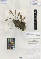 Isotype of Pleurothallis bevilacquana Carnevali & I. Ramirez [family ORCHIDACEAE]