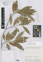 Holotype of Adenarake macrocarpa Sastre [family OCHNACEAE]